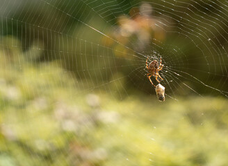 European Spider, Araneus Diadematus, Cross Spider, Crowned Weaver on Its Web closeup
