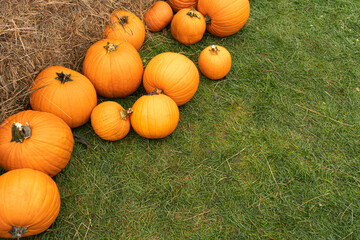 Pumpkin Texture Background, Squash Farm, Orange Autumn Pumpkins Harvest