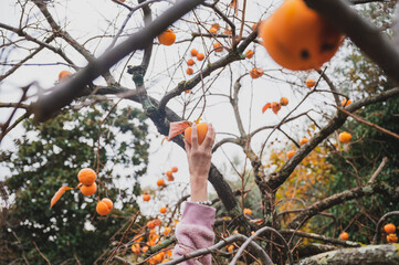 Female hand reaching up to pick a persimmon fruit