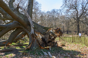 fallen tree with naked roots outside in rickmond park
