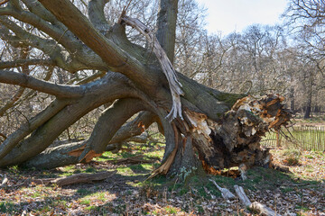 fallen tree with naked roots outside in rickmond park