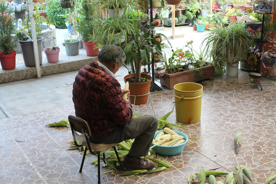 Se&ntilde;or sentado en patio, limpiando mazorcas.