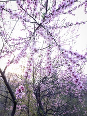 cherry blossom