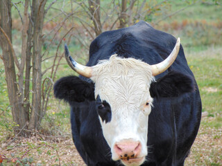 A cow with black and white. in Romania