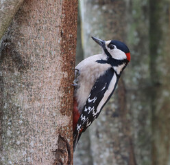 Great spotted woodpecker