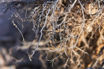 tree roots close up under sunshine