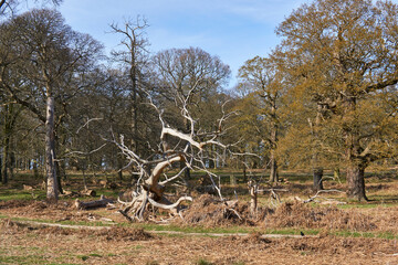Fototapeta na wymiar old tree in winter in rickmond park