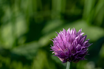 onion flower growing in the garden on green background