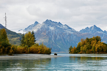 grizzly bear crossing a river in alaska in front of snowy mountains good for a postcard and calendar