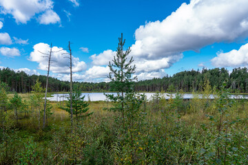 Trees, two dead trees. A little lake in the woods.