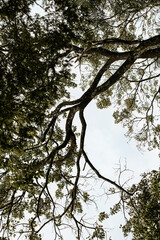 tree in the sky