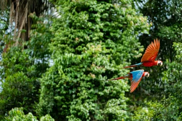  Papageien fliegen zusammen durch den Dschungel © Roman