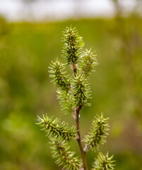 Young shoots on a shrub branch close-up in the garden in spring