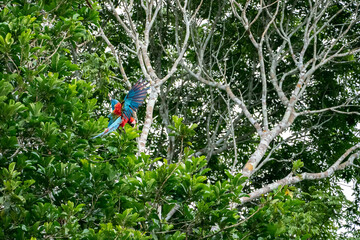 Papagei fliegt auf einen Baum
