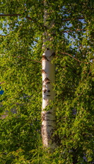 Fototapeta premium Birch trunk and foliage close-up summer