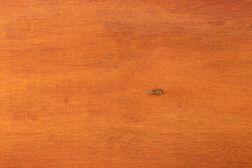 Close up of raw wooden plank backdrop.
