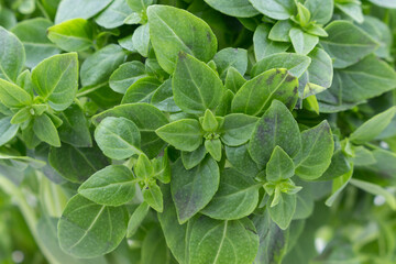 Green basil close-up. Spicy fragrant fresh herbs are used in cooking.
