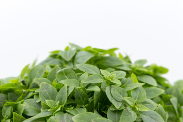 Green basil close-up. Spicy fragrant fresh herbs are used in cooking.