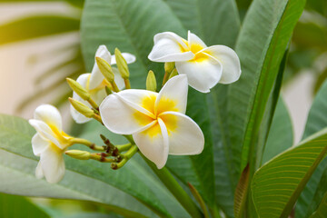 Naklejka na ściany i meble Yellow-white plumeria flowersclose up on foliage background. in the park.