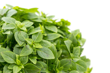 Fototapeta na wymiar Green basil close-up. Spicy fragrant fresh herbs are used in cooking.