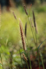 Curbside grass flowers