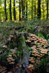 Armillaria mellea maschroom in the forest on the tree stub