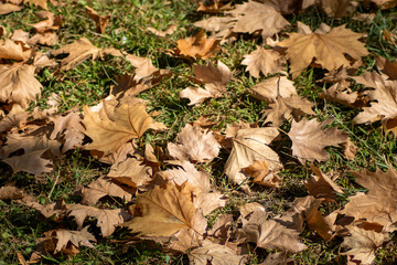 Leaves of dry trees, redden the grass 