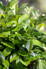 Close-up of green bush leaves 