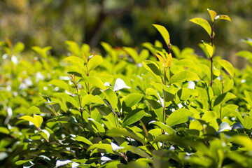 Close-up of green bush leaves 