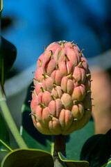 Closeup of magnolia grandiflora fruit