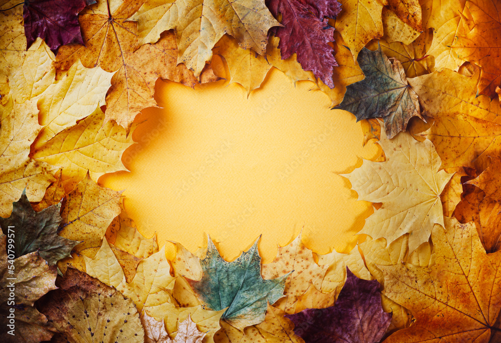 Wall mural autumn concept - background of autumn fallen leaves of different colors with a place for text in the
