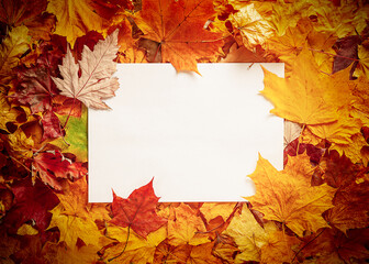 Naklejka na ściany i meble Autumn concept - background of dry fallen autumn leaves with a place for text in the middle - a white sheet of paper surrounded by autumn leaves, copy space