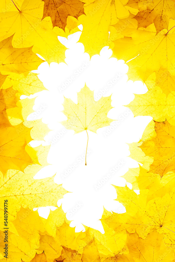 Wall mural vertical frame of yellow fallen maple leaves. in the center is a white free space with one maple lea