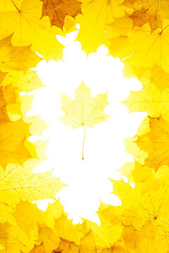 Vertical frame of yellow fallen maple leaves. In the center is a white free space with one maple leaf.