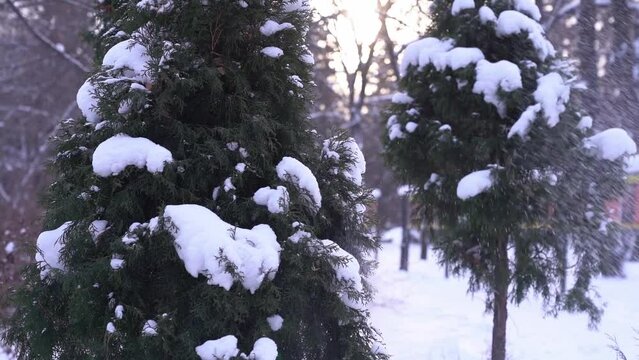 In slow motion, snow falls on a green juniper tree. Coniferous trees covered with snow. Snow is flying in the wind. High quality FullHD footage