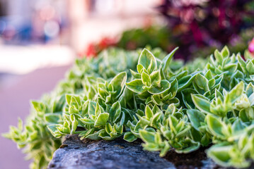 Fleurs d'été