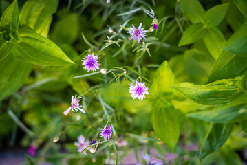 Fleurs d'été