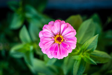 Obraz premium Fleurs d'été