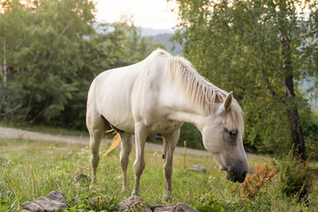 Obraz na płótnie Canvas White horse grazing on a green meadow