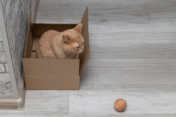 adult cat sitting in a cardboard box.