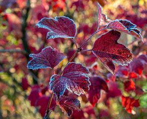 Background from bright leaves covered with hoarfrost. Autumn frosts. Close up.