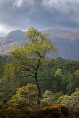 autumn in the mountains