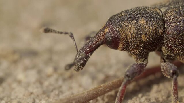 Beetle weevil of Otiorhynchus, Otiorrhynchus, Curculionidae on the sand ground