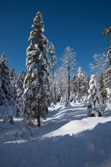 winter forest with snow covered trees and blue sky