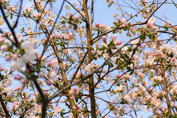 Spring blossom apple trees in flowering fruit orchard at sunny day