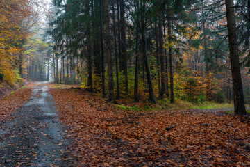 Autumn color forest path in Luzicke mountains in fall cloudy rainy morning