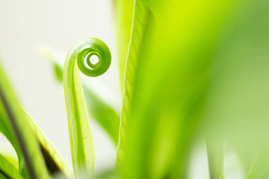 New tender green shoot on fern houseplant shot up-close 