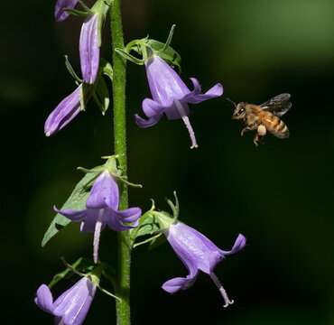 A Honeybee in flight next to a Creeping Bellflower stalk carrying a hefty pollen basket with a dark garden background.