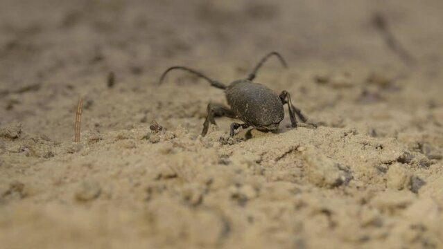 Weaver beetle Lamia textor with long horn, macro summer daylight