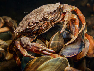 Crab eating mussels in Oslo fjord